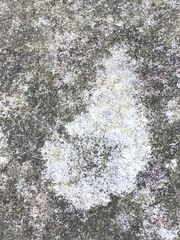 Trapelia placodioides