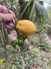 Citrus × taitensis