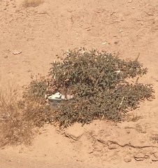 Datura wrightii