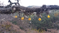 Prosthechea karwinskii