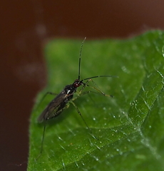 Dicyphus errans