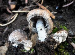 Psathyrella pennata
