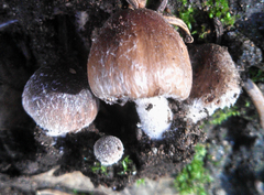 Psathyrella pennata