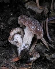 Psathyrella pennata