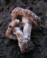Psathyrella pennata