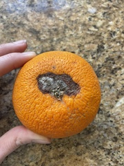 Penicillium digitatum