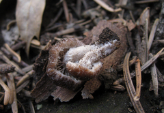 Psathyrella pennata