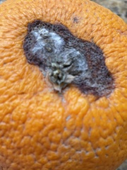 Penicillium digitatum