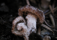 Psathyrella pennata