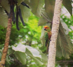 Aratinga auricapillus
