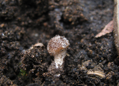 Psathyrella pennata