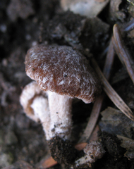 Psathyrella pennata