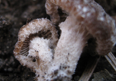 Psathyrella pennata