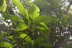Dendrocnide latifolia