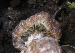 Psathyrella pennata