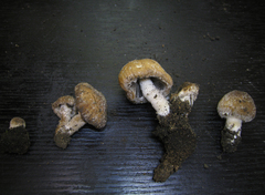 Psathyrella pennata