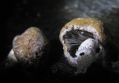 Psathyrella pennata