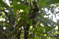 Dendrocnide latifolia