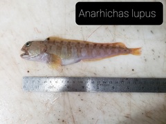 Anarhichas lupus