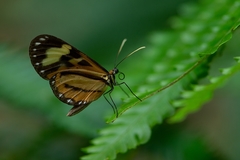 Hypothyris euclea laphria
