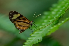 Hypothyris euclea laphria