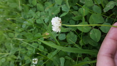 Trifolium repens
