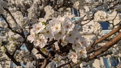 Pyrus