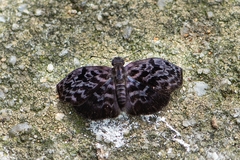 Cycloglypha tisias