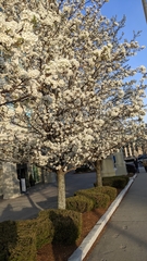 Pyrus