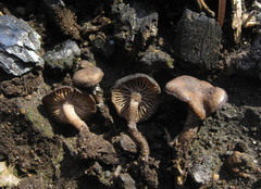 Lyophyllum anthracophilum