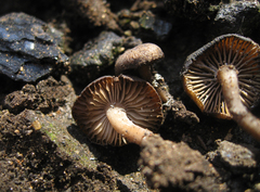 Lyophyllum anthracophilum