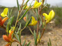 Rafnia capensis capensis