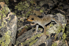 Mokopirirakau galaxias