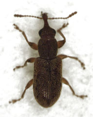 Rhinorhynchus rufulus