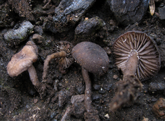 Lyophyllum anthracophilum