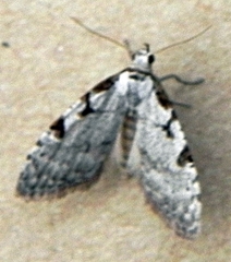Nola triquetrana