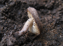 Lyophyllum anthracophilum