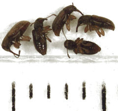 Rhinorhynchus rufulus