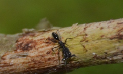 Odontomachus simillimus