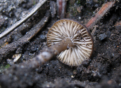 Lyophyllum anthracophilum