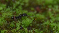 Odontomachus simillimus