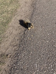 Sciurus niger