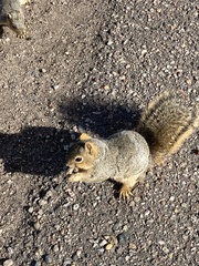 Sciurus niger