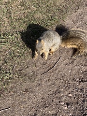Sciurus niger