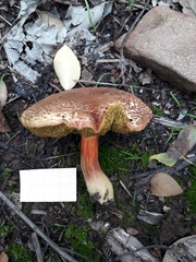 Xerocomellus ripariellus