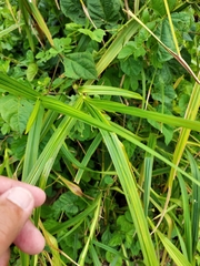 Scleria eggersiana