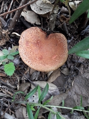 Xerocomellus ripariellus