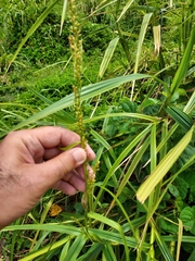 Scleria eggersiana