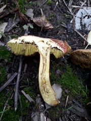 Xerocomellus ripariellus