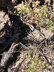 Aspidoscelis sonorae